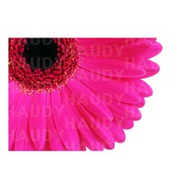 하우디 플라워벽지 F-864