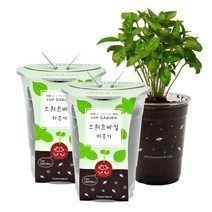 틔움세상 컵가든 스위트바질 키우기