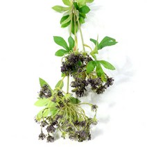 다우에프앤지 조화 퀸엔레이스 부쉬, 퍼플