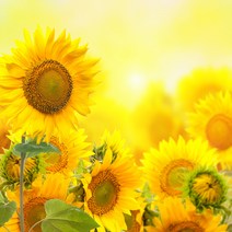 해바라기 아크릴 액자 PnP-060, 혼합색상