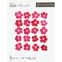 체크스토리 압화꽃송이 버베나, 핑크