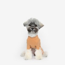 투스투스 강아지 올인원, 오렌지