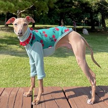 도기스타 강아지 이탈리안그레이하운드 아이쥐 앵두 기모 티셔츠, 등판연베이지