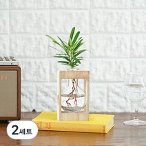 메이크정글 공기정화식물 수경재배 DIY 나한송+우드화분 세트, 혼합색상, 2세트