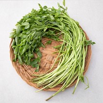 국내산 친환경 미나리, 200g, 1봉