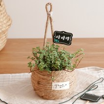 벽걸이형 마끈 월 행잉 바구니, 혼합색상