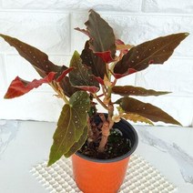 타마야 베고니아 중품 실내 키우기쉬운 거실 식물 화분 화초 꽃 나무 묘목, 단품