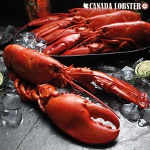 캐나다 랍스터(500~700g)*총 4마리/ 2.4kg 이상, 없음