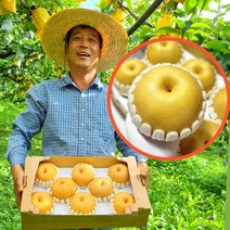 [당일배송] 12brix이상 고당도 배 가정용 선물용 5kg 3.2kg, 신고배 5kg