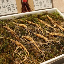 추석 산삼 장뇌삼 산양삼 장뇌삼7뿌리선물세트, 선물용산양삼 6뿌리
