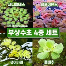 둥둥 수조 위 뜨는 부상 수초 키우기 4종 세트(SET34), 단품