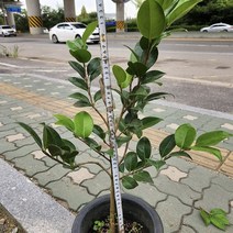 동백나무 블렉로즈 동백꽃화분 노지월동 외목