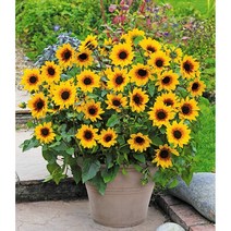 제이원플라워 미니 해바라기 씨앗 20립