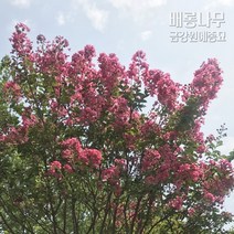 배롱나무(백일홍 나무) 금강원예, 배롱나무(H1.8XR2)