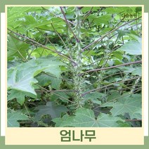 엄나무 묘목 음나무 실생2년생 뿌리묘 5개