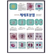 체세포분열 (판넬) JS-1278