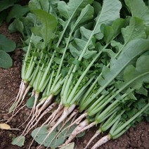 포천 당일수확 여린 열무 4kg
