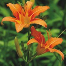 한국 원추리 씨앗 야생화 꽃씨 종자 품종 정원 30립 _ 2023895EA, 쿠팡 본상품선택