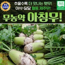 제주아방 무농약 월동무 10kg 8개전후