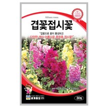 겹꽃접시꽃 씨앗 30립 A0259