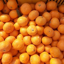 하우스귤 금귤 제주감귤농장 고당도, 로얄대과 2.5KG