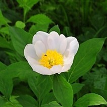 작약 (약작약 산작약) / 꽃이예쁜 작약 종근1kg RR1