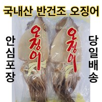 유성일등 동해안 쫄깃쫄깃 반건조 오징어, 10마리, 1kg (中)