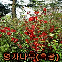 명자나무(흑광)50cm 2그루 나무 묘목 명자나무 꽃나무 울타리나무
