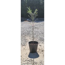 외목대 토스카 올리브 나무 자가결실 토피어리형 5리터