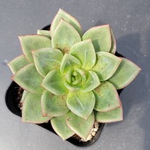 꽃다리 화이트샴페인 51 다육식물 아이만배송