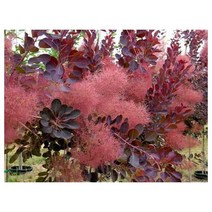 나무씨앗자엽안개나무 Smoke Tree 5립
