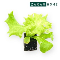 자코비 초크 쵸크 (1개입)