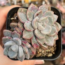 아모르파티 다육식물 묵은둥이 군생