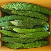 2023년산 유기농 생여주 5kg 10kg 쓴오이, 유기농 생여주 10kg, 1개
