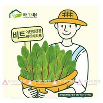 아시아종묘 베이비채소 어린잎씨앗 비트싹(500g)