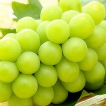 자연농원 샤인 머스켓 (신품종 청포도 ) 묘목 최소구매 2개, 샤인머스켓삽목특묘
