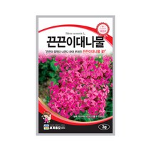 모칸도 (무배)세계 끈끈이대나물 꽃씨(3g)