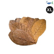 탄토라 알몬드잎 XL (10장), 1개