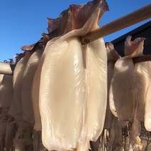 국내산 구룡포 반거조 피데기 오징어, 450g, 1개