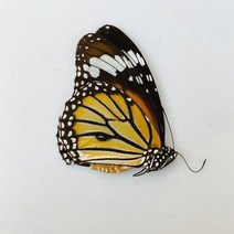 오리지널 나비 진짜 표본 날개 펴지 않은 곤충 나비목 과학 교육 수제 DIY 홈장식 홈데코 동상, 3