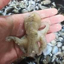 태안 활 주꾸미 1kg(10미~20미 내외)