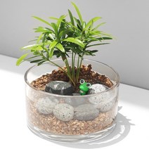 원형 유리 수경재배 DIY 실내공기정화식물 인테리어 화분, 원형 유리 수반 DIY, 나한송, 1개