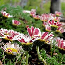 [꽃씨]허브-카모마일(모로코)(구름국화)[다년생] 30립