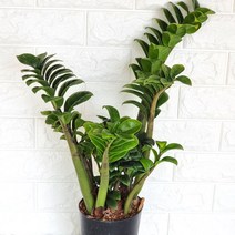 보석금전수(중) 실내 키우기쉬운 거실 식물 화분 화초 꽃 나무 묘목, 단품