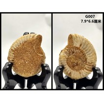 암모나이트 화석 마다가스카르 대형 디스크 고생물 표본 수집품 과학 삼엽춤 수업 준비물, A