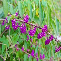 충주원예조경 / 좀작살나무 / 1m, 주