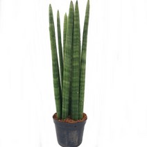 트리앤 1+1 스투키/ 본쉘 스투키 공기정화 식물, 11.  일자형 40cm 7촉 1개