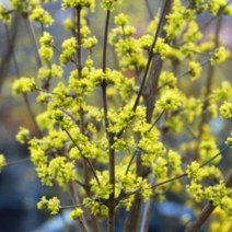 산수유나무 묘목 2년 뿌리묘 1주 산수유묘목 원예 조경 유실수, 1개