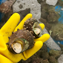 뿔소라 활 뿔소라 산지직송 해녀 직접채쥐 뿔소라, 5kg, 1개