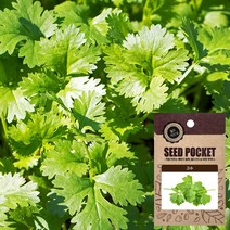 월드가드닝 고수 씨앗 (300립) 고수키우기 보리 곰취 씨앗키우기, 300립